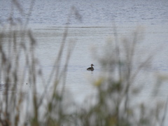 Callonetta leucophrys