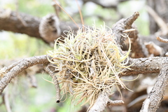 Tillandsia arroyoensis