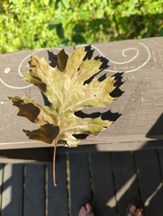 Quercus shumardii