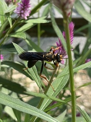 Sphex