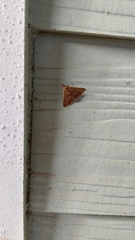 Renia flavipunctalis