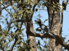 Coracina novaehollandiae