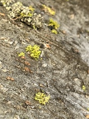 Candelaria concolor