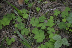Oxalis acetosella