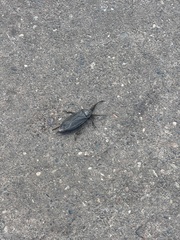 Lethocerus americanus