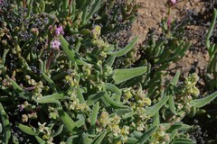 Tetragonia