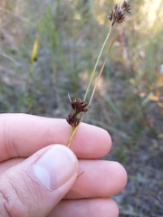 Rhynchospora capitellata