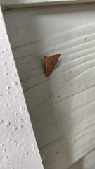 Renia flavipunctalis