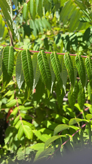 Rhus glabra