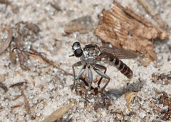Stichopogon abdominalis