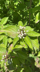 Cornus drummondii