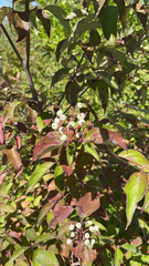 Cornus racemosa