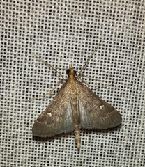 Dolicharthria punctalis