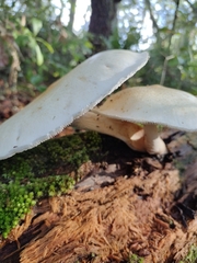 Volvariella bombycina