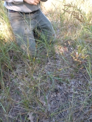 Rhynchospora capitellata