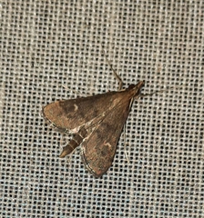 Dolicharthria punctalis