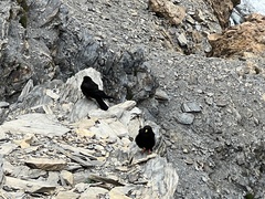 Pyrrhocorax graculus