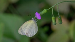 Eurema