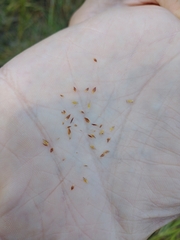 Rhynchospora capitellata