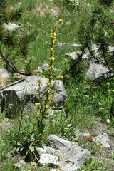 Verbascum davidoffii