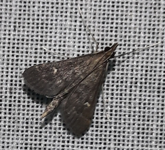 Dolicharthria punctalis