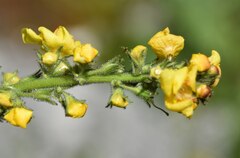 Verbascum davidoffii