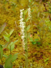 Goodyera repens