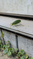 Pterophylla camellifolia