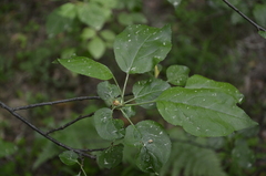 Malus sylvestris