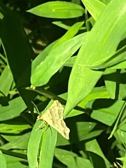 Phalaenophana pyramusalis