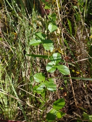 Rubus hispidus
