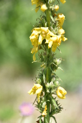 Verbascum davidoffii