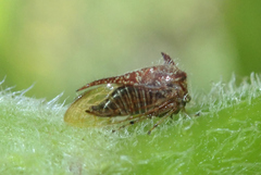 Smiliinae