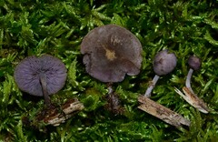 Baeospora myriadophylla