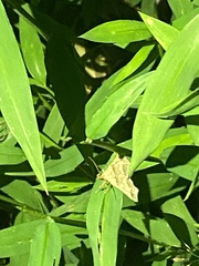 Phalaenophana pyramusalis
