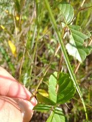Rubus hispidus