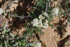 Selago namaquensis