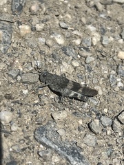 Oedipoda germanica