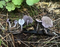 Baeospora myriadophylla