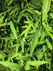 Phalaenophana pyramusalis