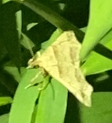 Phalaenophana pyramusalis