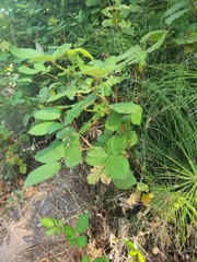 Rubus armeniacus