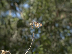Danaus petilia