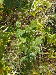 Rubus wheeleri