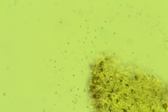 Baeospora myriadophylla