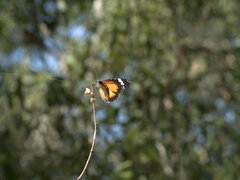 Danaus petilia