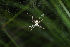 Argiope keyserlingi