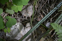 Carex pilosa