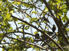 Stizoptera bichenovii