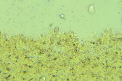 Baeospora myriadophylla